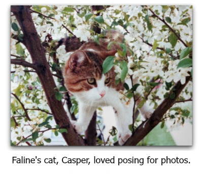 Photo of Faline's beloved cat, Casper, posing in a tree.