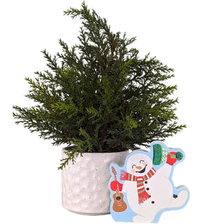 A small artificial evergreen tree in a textured white pot, with a snowman-shaped decorative sign in front on a white background.