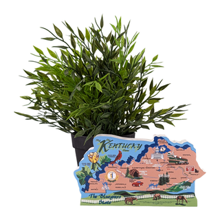 Potted plant with a decorative Kentucky-shaped 3/4" thick wooden figurine on a white background