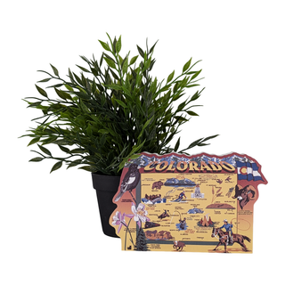 Potted plant next to a 3/4" thick wooden figurine featuring illustrations of Colorado  on a white background
