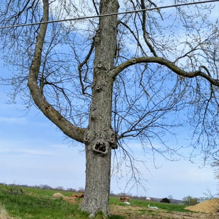 Large tree with bare branches against a clear blue sky