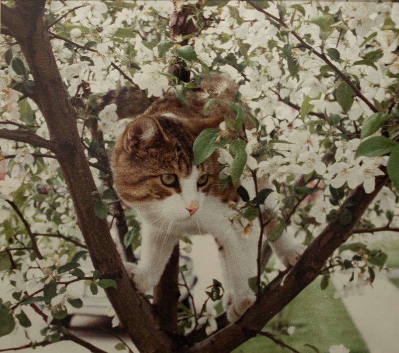 Cat in a tree with white blossoms